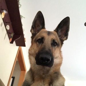 Meet your Posher, Abby